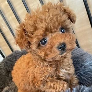 Meet your Posher, Maddie